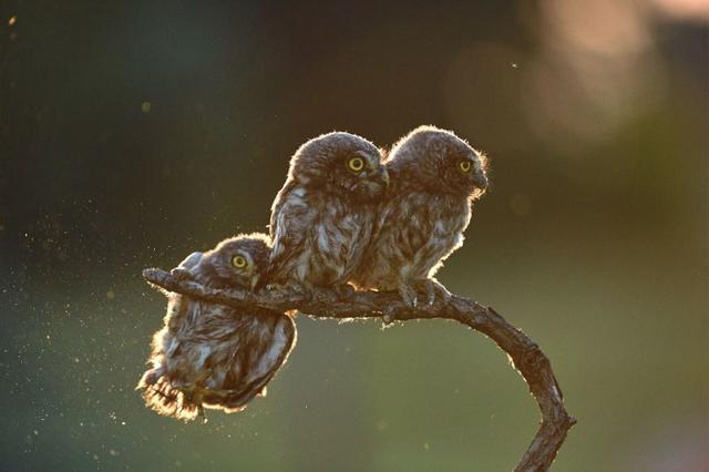 癒される 17年 野生動物を撮影した最高の面白写真 ギズモード ジャパン
