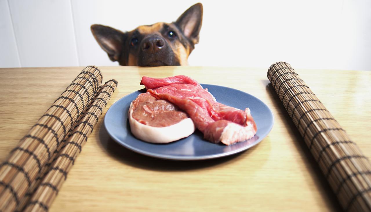 ｢ペットに生肉を食べさせちゃダメです｣獣医学者たちが過去の研究から明らかと警告
