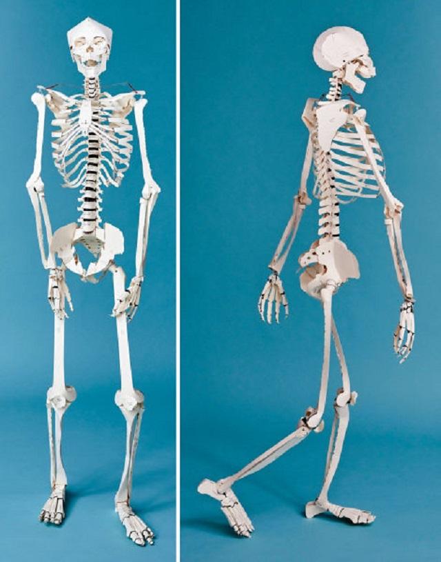 180209skeleton2