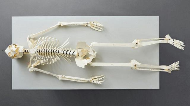 180209skeleton3