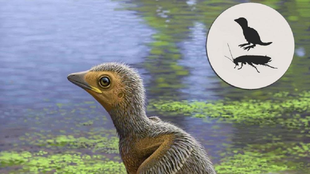 古代に生息していたヒナ鳥、ゴキブリほどの大きさだった模様