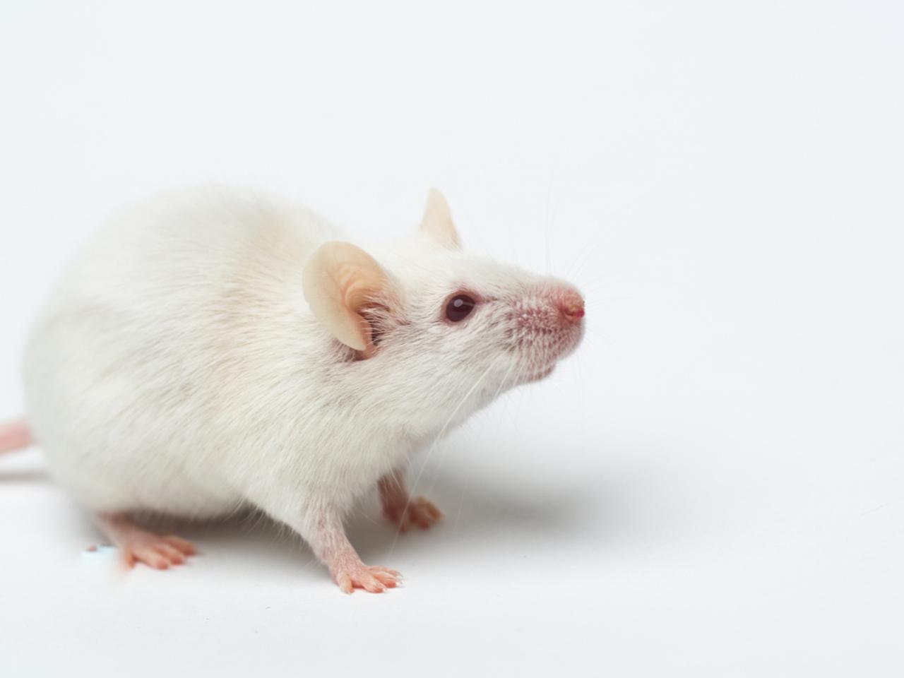 動物実験をゼロへ。未来の新薬開発に期待高まる、薬の作用をコンピュータ・シミュレーションする研究