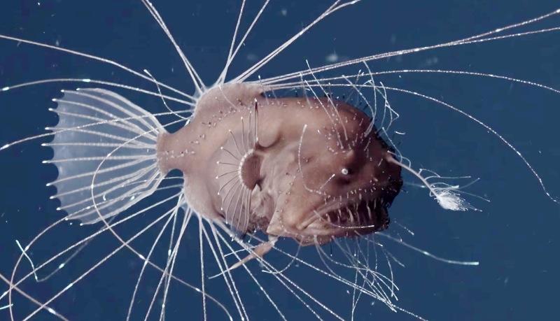 深海に棲むアンコウの繁殖行動が初めて観察されたけど...正直ゾクッとする | ギズモード・ジャパン