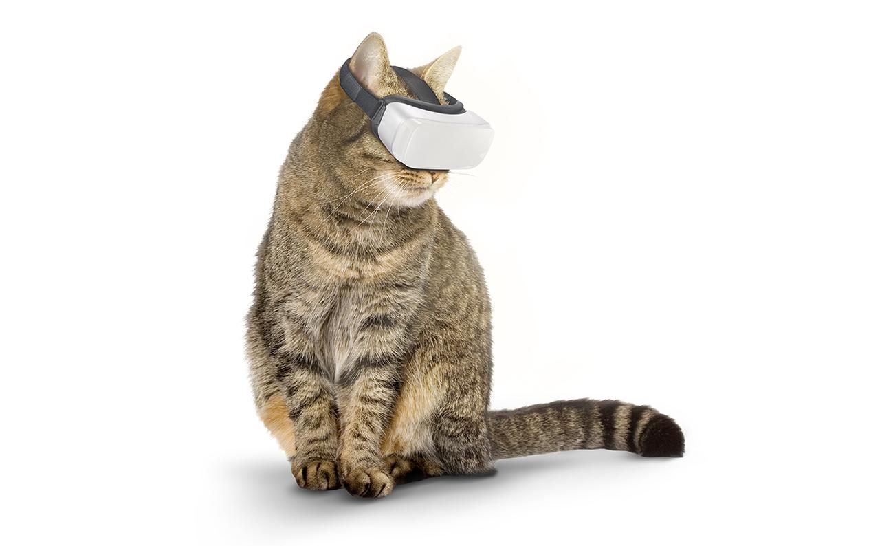 猫専用VRが、秘められし野生を解き放つ