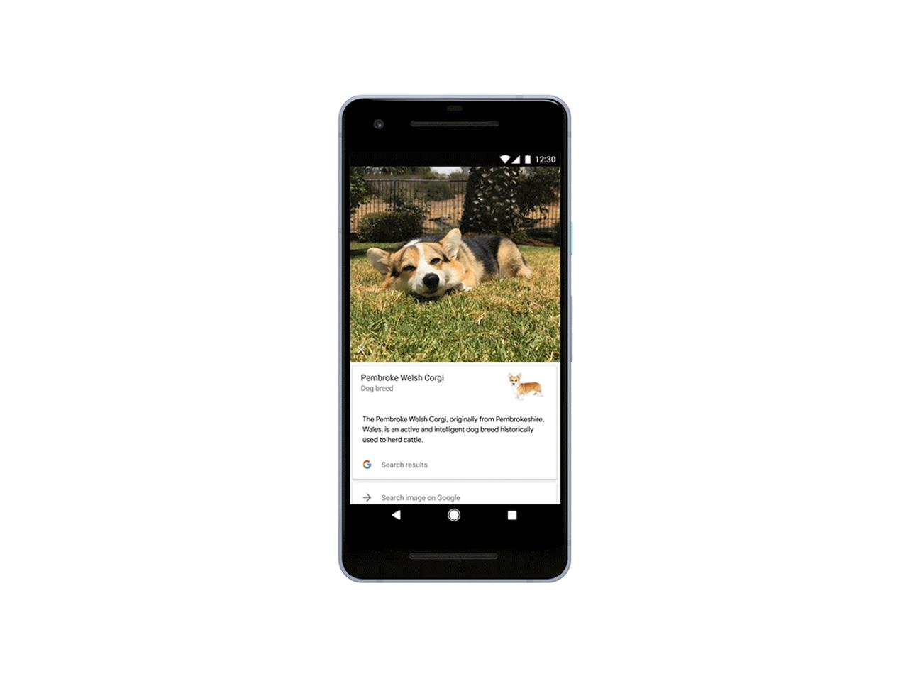 Googleの画像認識技術、人間の次は、犬を見分けるように