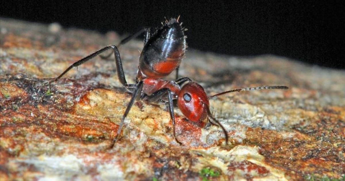 自爆するアリの新種がみつかる | ギズモード・ジャパン