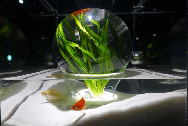 人工の造形が水中生物をもっと魅力的に！ すみだ水族館の