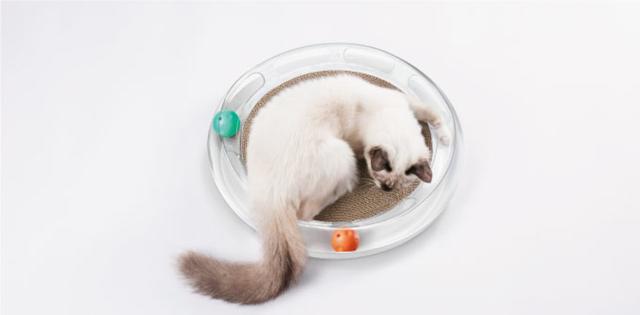 20180524-cat01
