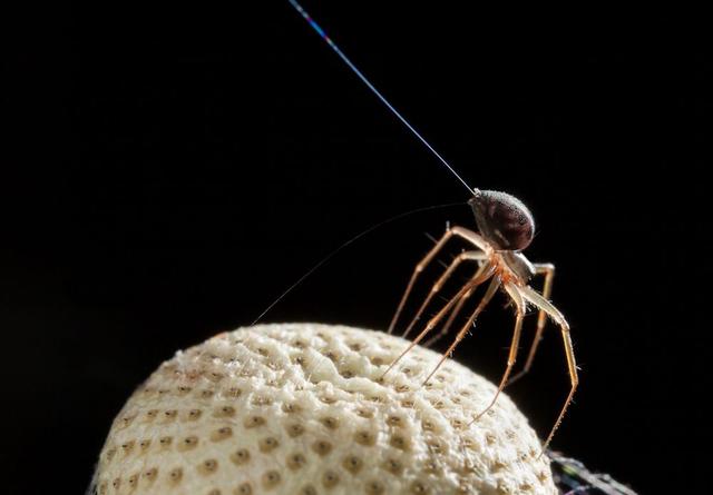 180710_flyingspiders_takeoff