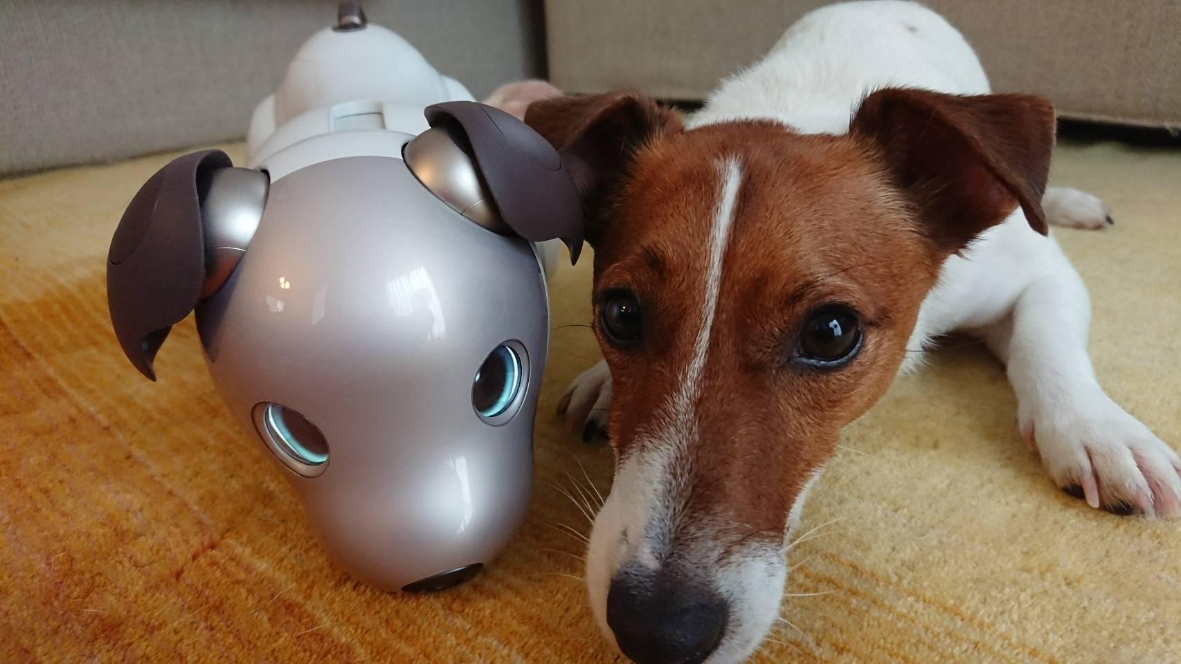 aibo、犬からもフレンズ認定される | ギズモード・ジャパン