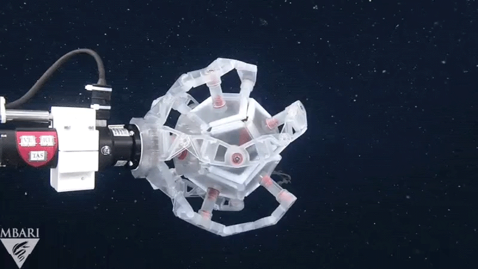 折り紙をヒントに作られたロボットアームは、深海魚を優しくキャッチする