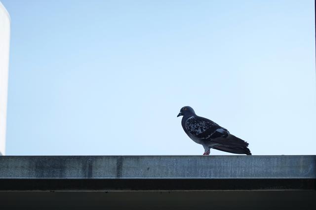 20180806gizmodo_sony_rx1006_DSC01343