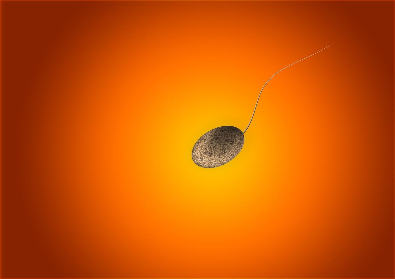 精子を増やし、健康に保つにはトランクスを履くべし