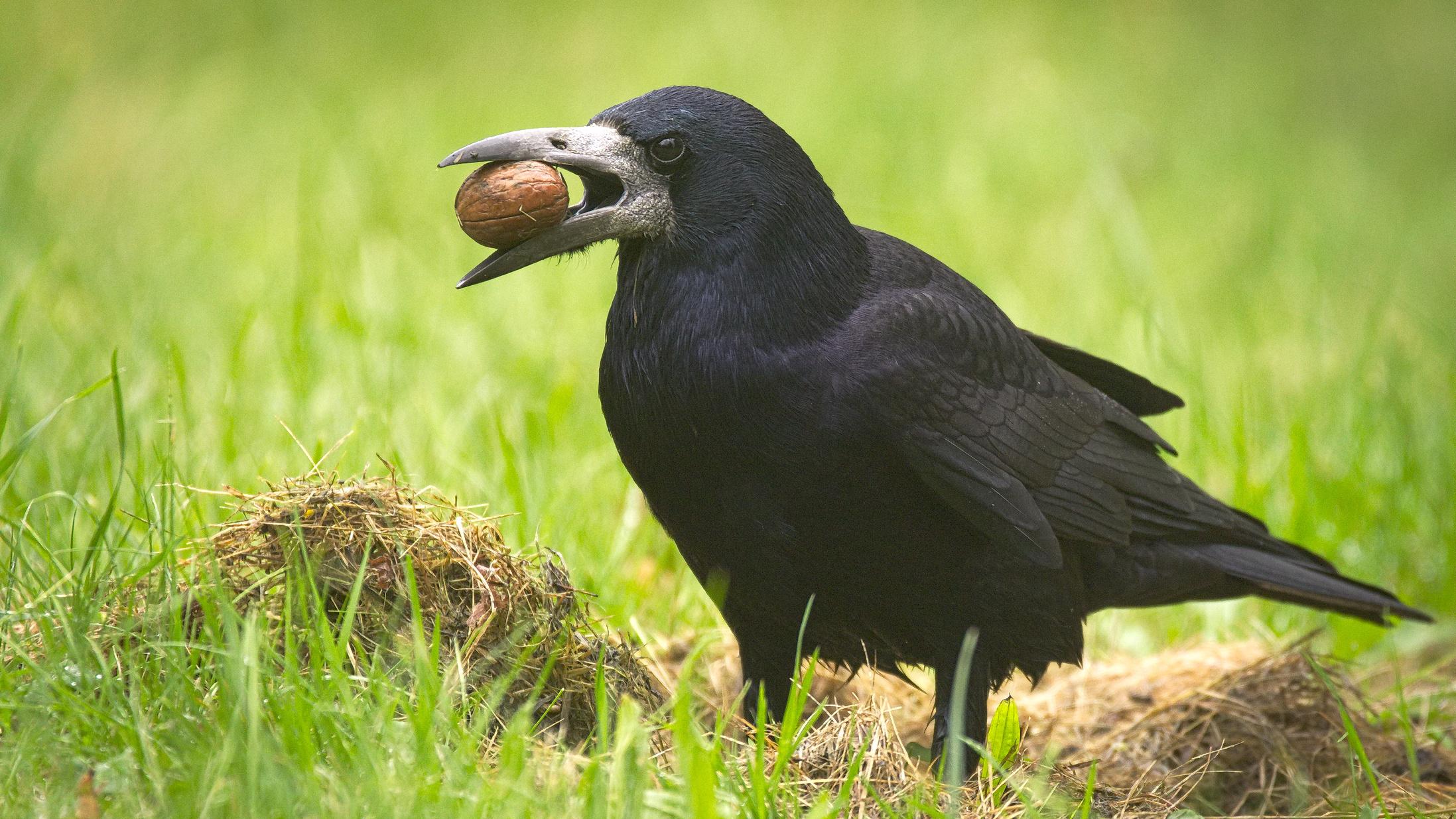 カラスがゴミ拾い勤務中 in フランスのテーマパーク | ギズモード・ジャパン