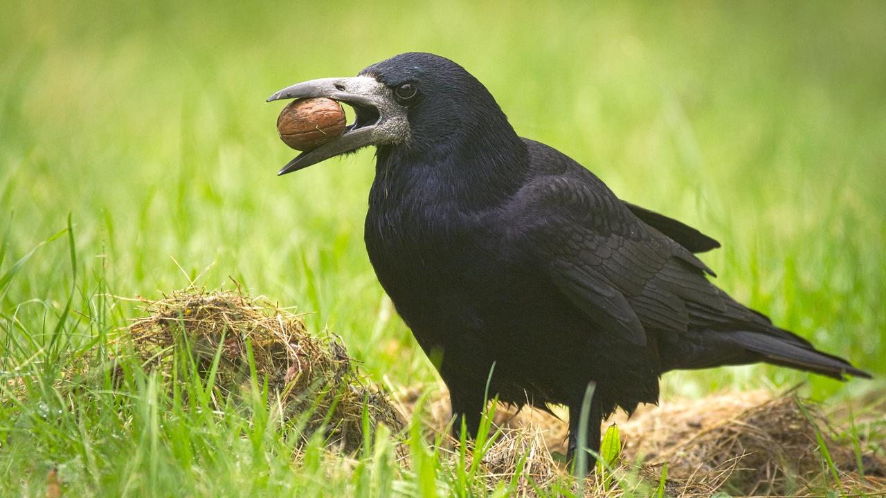 カラスがゴミ拾い勤務中 in フランスのテーマパーク