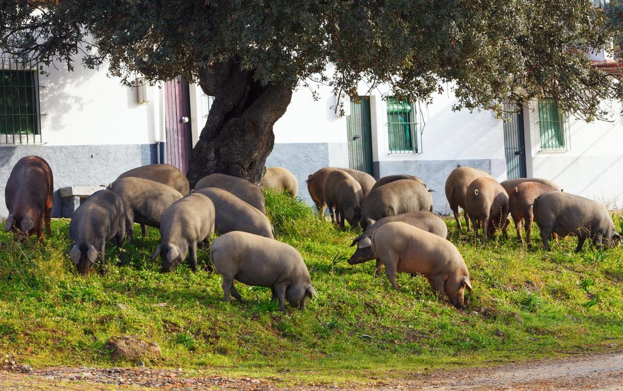 人よりも豚の数が多すぎて困っているスペイン