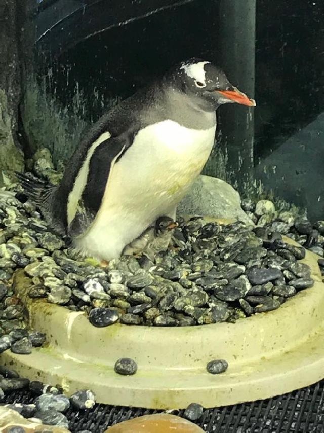 181031penguin1