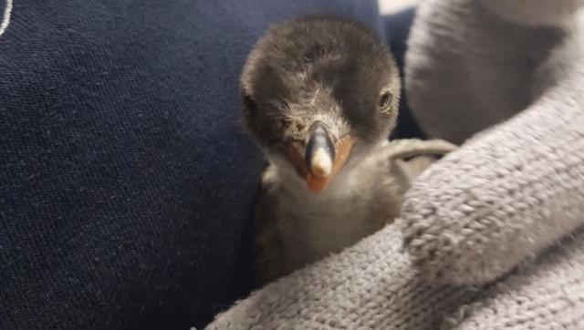 181031penguin2