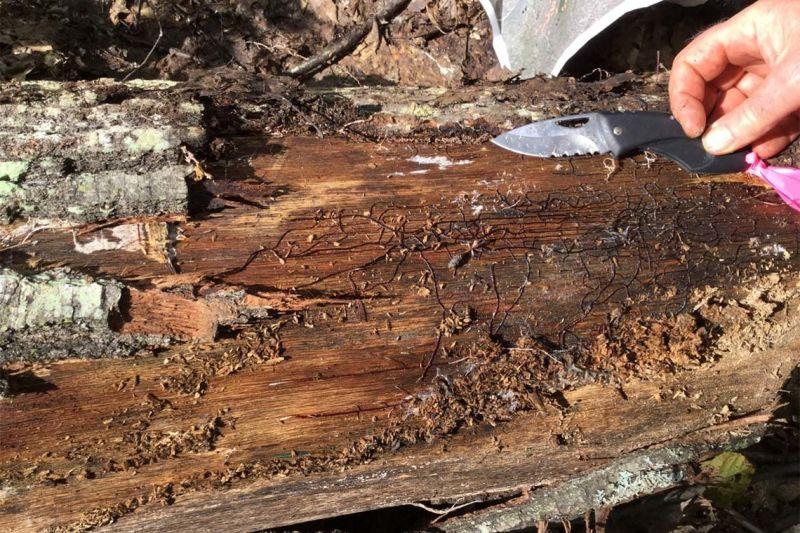 ミシガン州の超巨大キノコ先輩、440トンもあったことが発覚