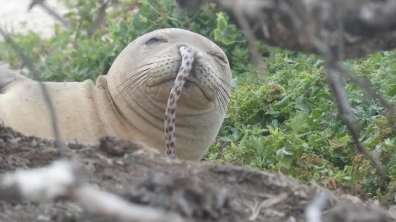 新たな流行？ ハワイのアザラシ界に巻き起こる｢鼻ウナギ現象