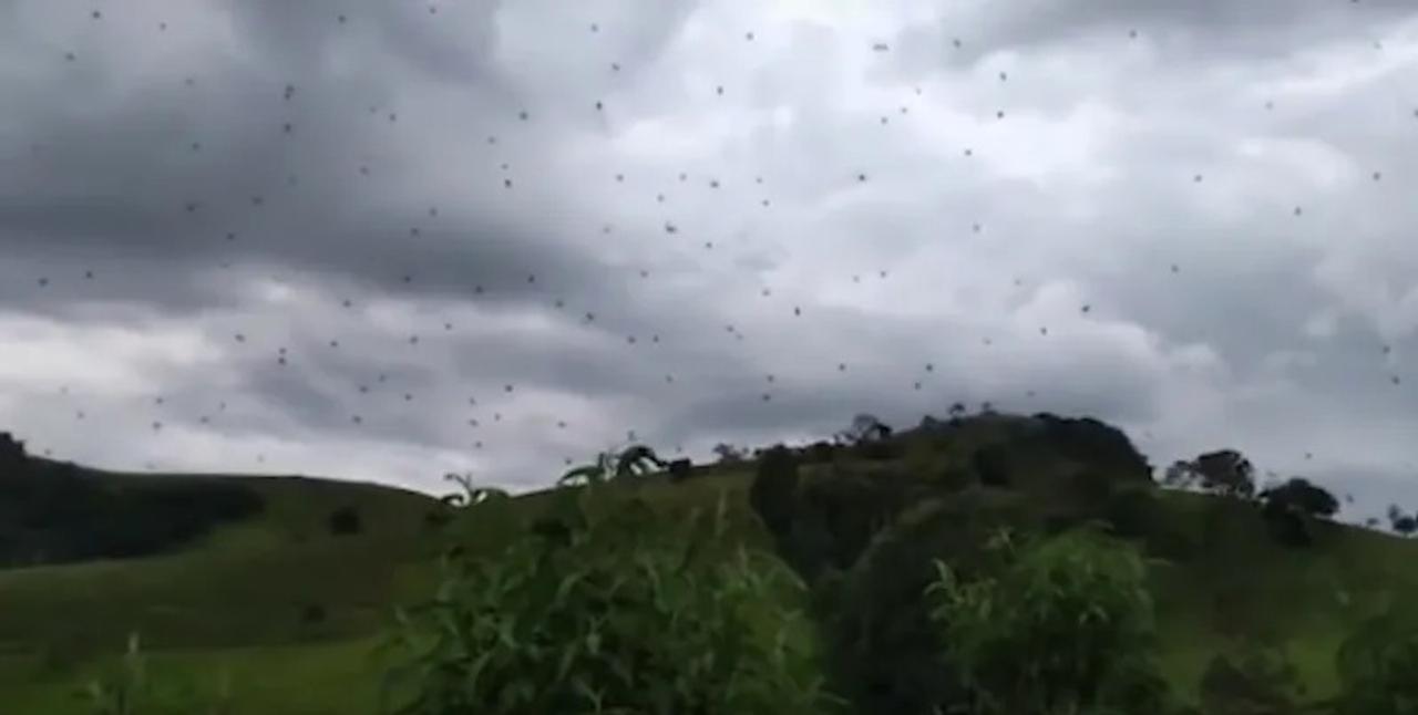 恐怖！ 空一面が｢蜘蛛｣という地獄がブラジルにて発生
