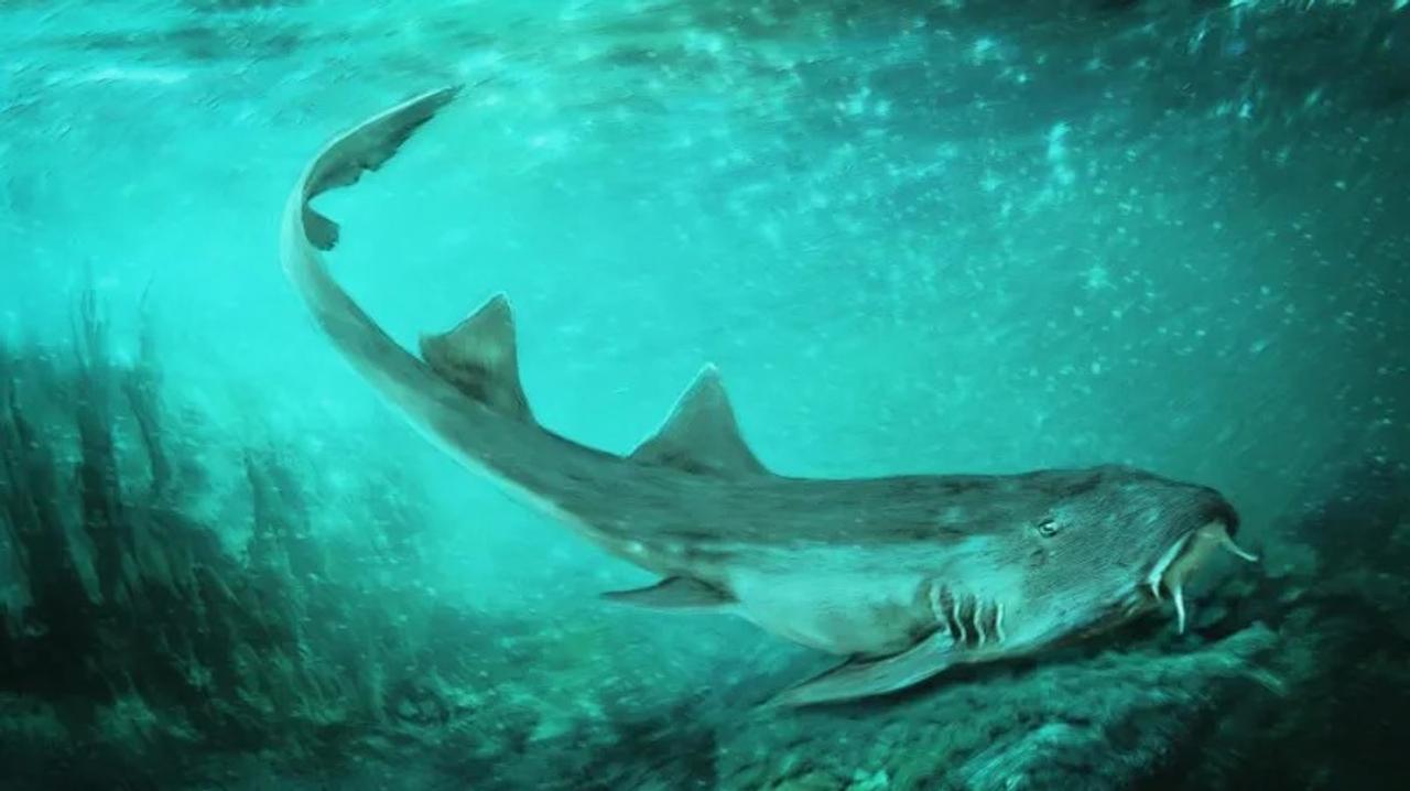白亜紀のサメ、懐ゲー『ギャラガ』の名を授かる