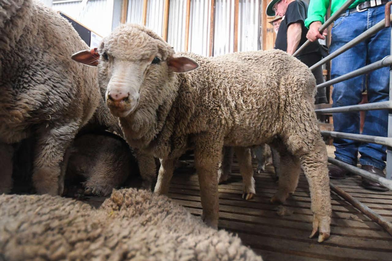 50年モノの羊の凍結精子、56頭中34頭の人工授精に成功
