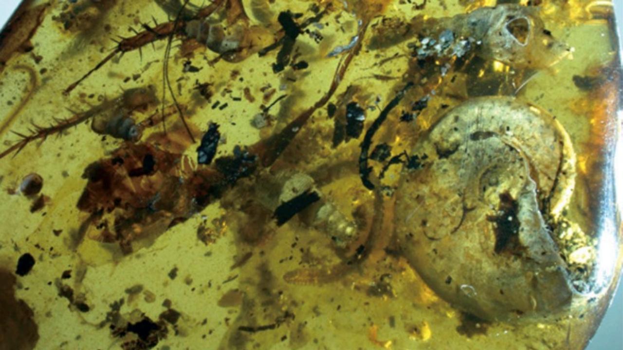 1億年前の琥珀から、なぜかアンモナイトの化石が見つかる