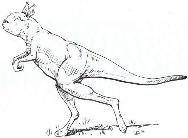 Kangaroo1