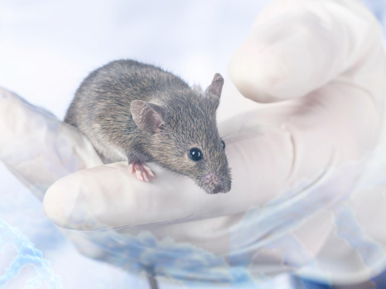オスのマウスばかり使う実験が科学的研究をダメにしている