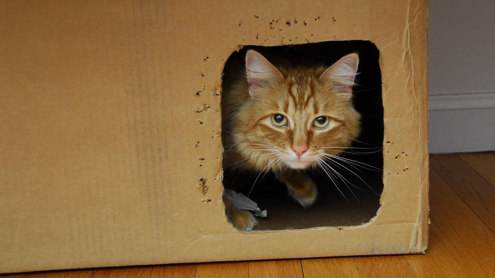 シュレーディンガーの猫、救われる | ギズモード・ジャパン