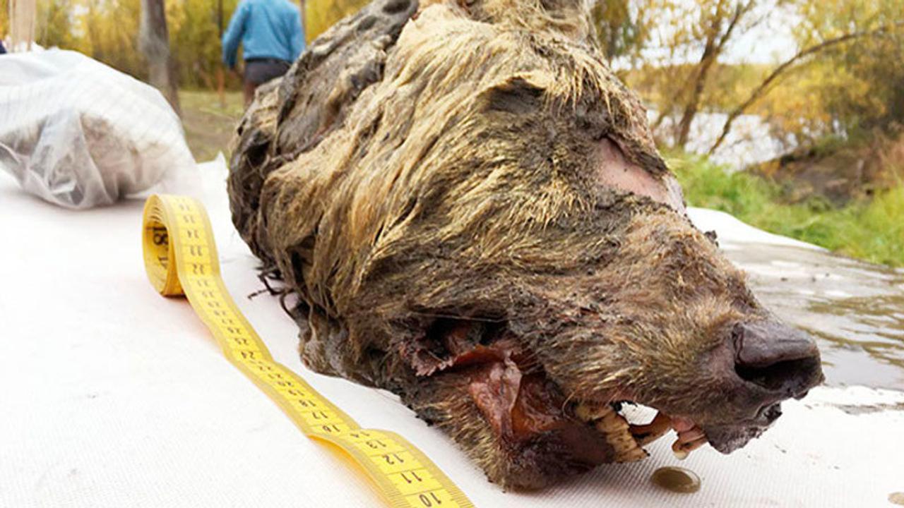 シベリアで巨大な犬の首が発掘される。3万年前のもの