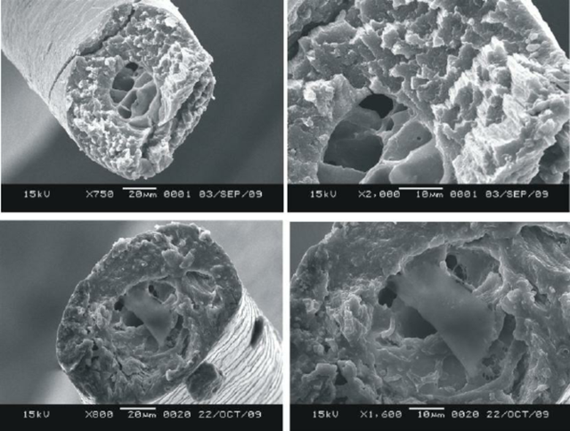 Scanning-electron-micrographs-of-polar-bear-hair-middle-part-of-the-hair-the-sample