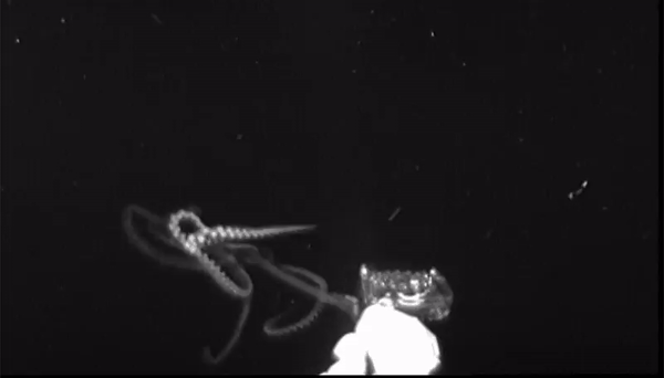 史上2度目のダイオウイカ撮影。クラゲを模したルアーカメラを使う