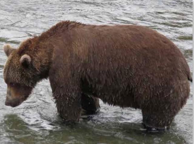 クマのハイシーズン到来 クマ カムでクマの生活を覗き見しよう あなたはどのクマがお気に入り ギズモード ジャパン