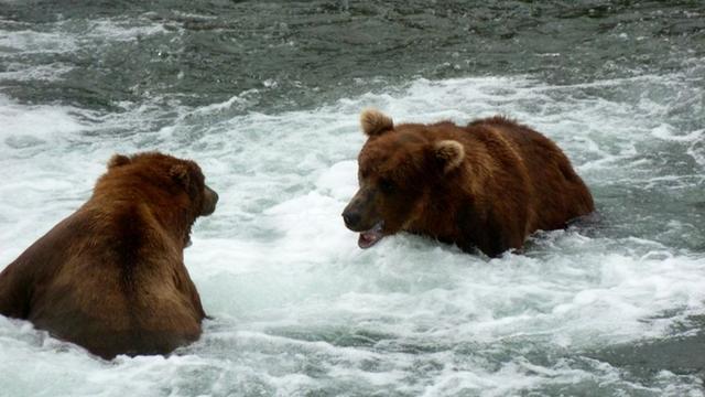 クマのハイシーズン到来 クマ カムでクマの生活を覗き見しよう あなたはどのクマがお気に入り ギズモード ジャパン