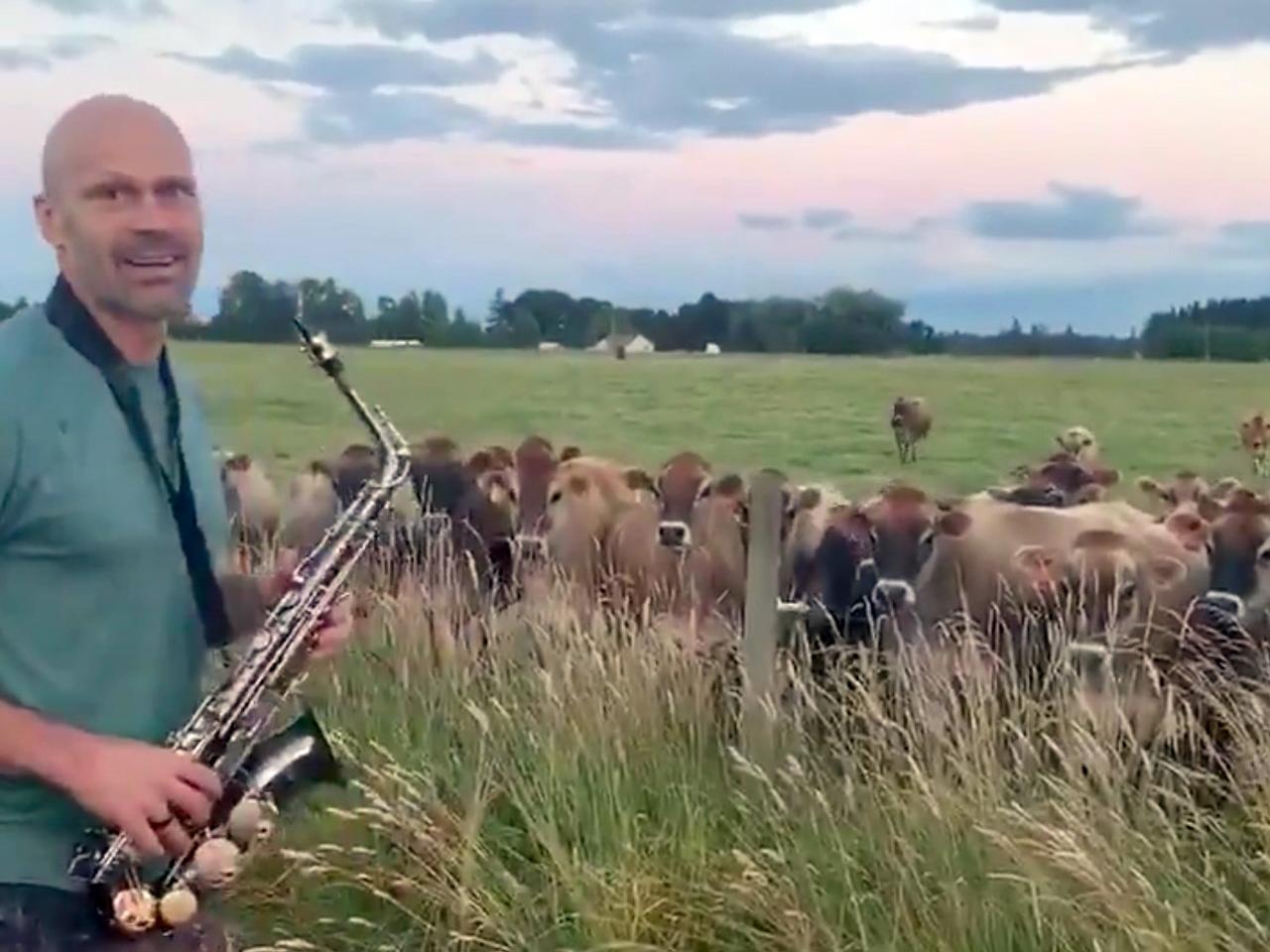 今日のホッコリ。YouTubeでサックス演奏を学んだパパが牧場で演奏してみたら牛たちが大感激！