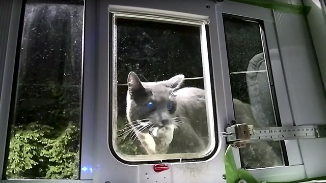 猫用AIドア。死んだ獲物をくわえて帰宅する愛猫をブローーーック 