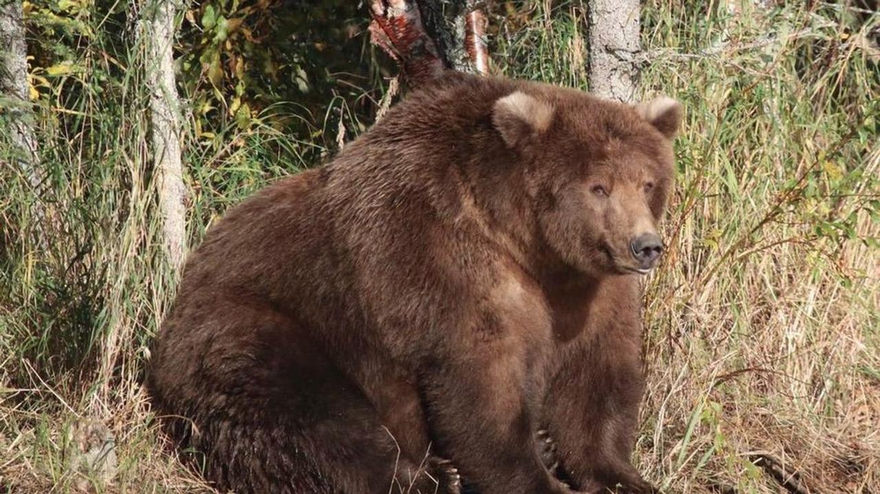 クマのハイシーズン到来。クマ・カムでクマの生活を覗き見しよう。あなたはどのクマがお気に入り？