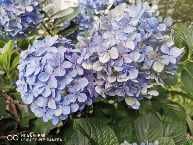 IMG_20190710_082708