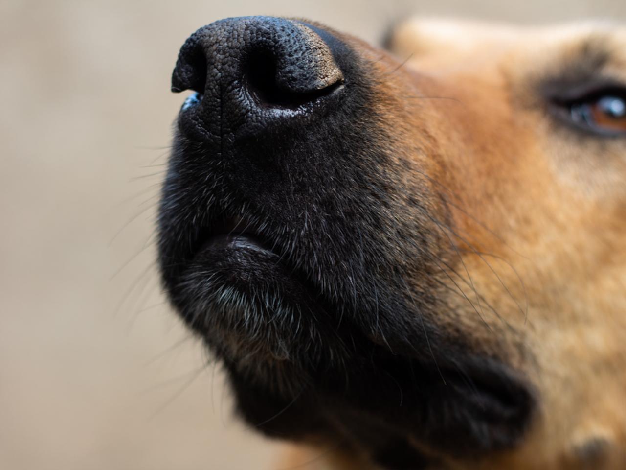 中国のAIスタートアップが迷い犬を鼻の指紋（？）を使って捜索するアプリを開発