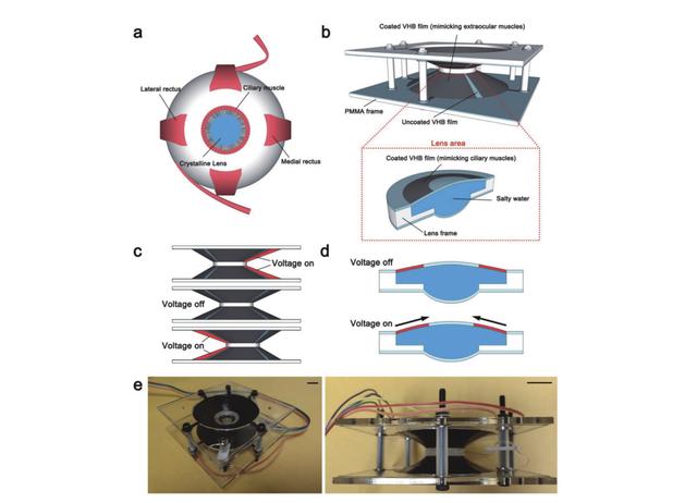 190805_biomimetic_soft_lens_eog_2