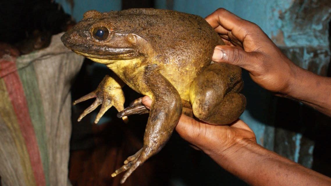 世界最大のカエルは自分で池を造っちゃうらしい | ギズモード・ジャパン