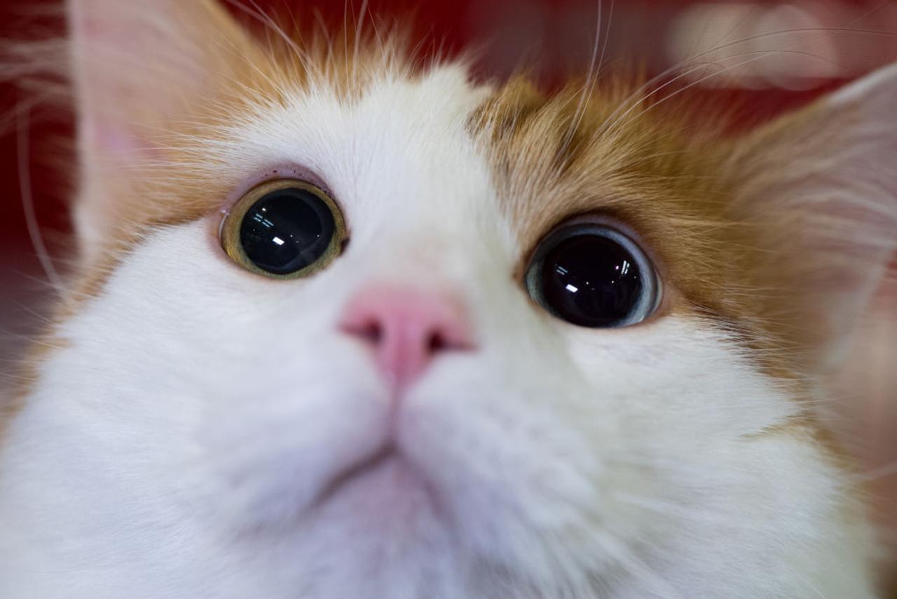 猫ちゃんに投与する猫アレルギーワクチンができるかも