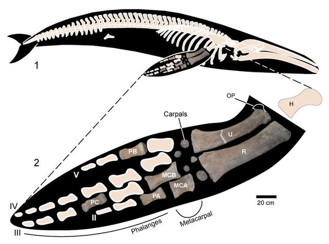 190825whales_fossils