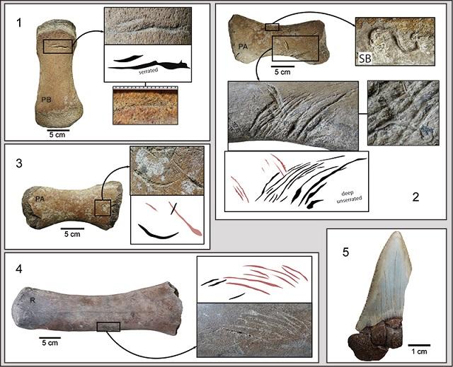 190825whales_fossils_sharks