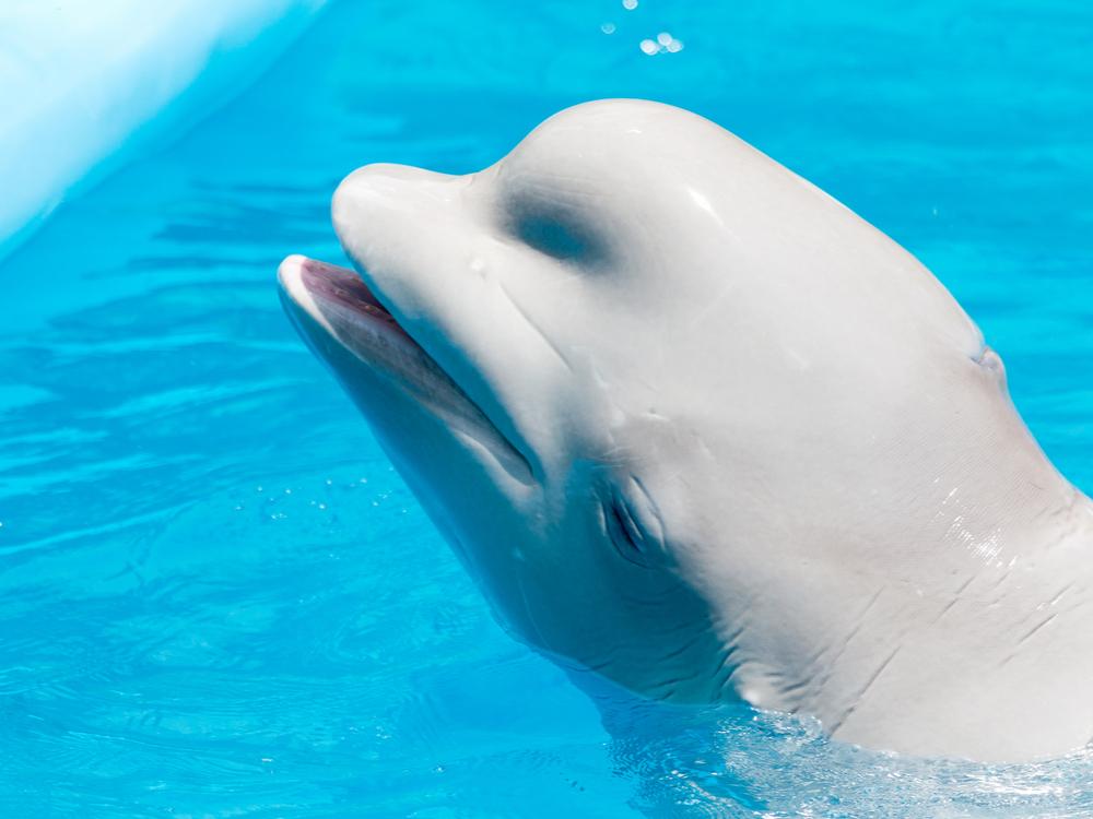 190830_beluga.jpg?w=1280&h=630