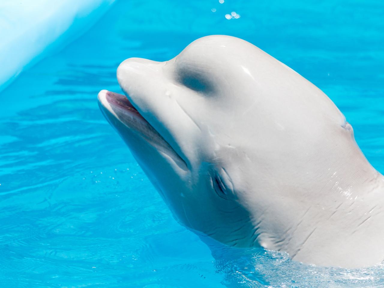 夏休み終わってダルいから ベルーガでも見て癒されよう ギズモード ジャパン