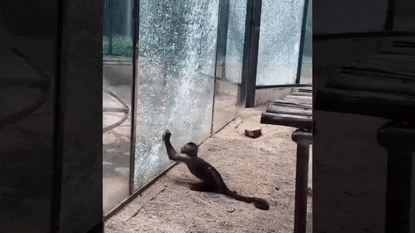 中国発：動物園のサル、檻の強化ガラスを石で粉砕する
