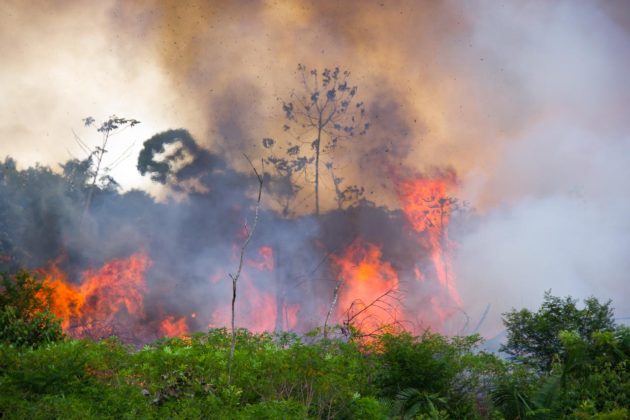 2019年、アマゾンの森林火災が急増